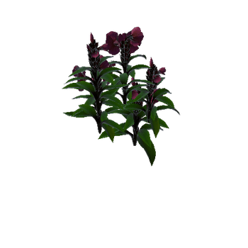 Flower cheilocostus speciosus 2 2